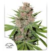 Passion Fruit Feminised - Dutch Passion