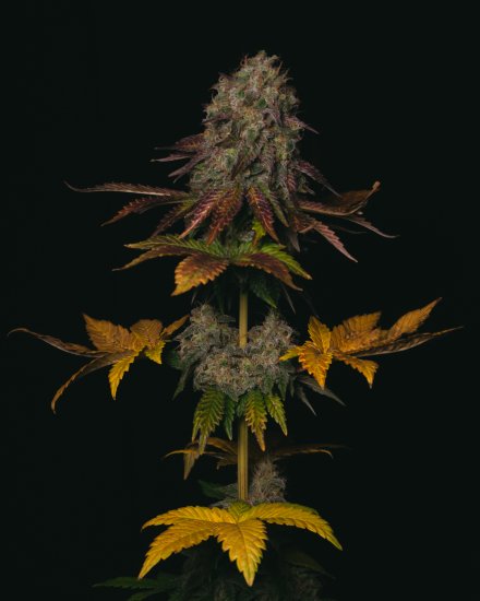 (Bild für) Peanut Butter Cookies Feminised Seeds