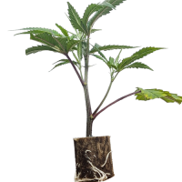 (Bild für)  Permanent Chimera - Beleaf Cut 