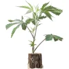 Boutures de cannabis US-Kali Permanent Marker – Seedjunky Genetics x Doja Cut