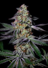 (Bild für) Pure Glitter Feminised Seeds