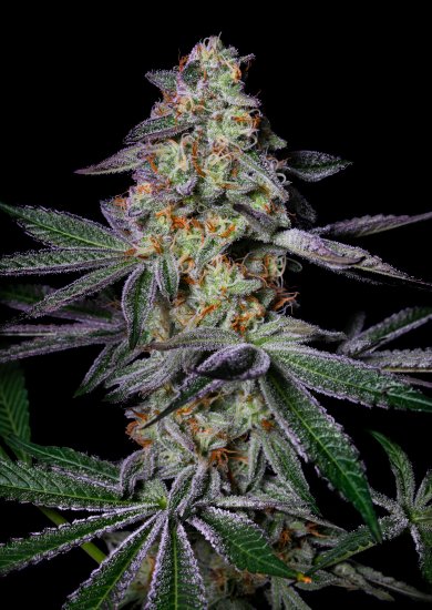(Bild für) Pure Glitter Feminised Seeds