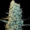 Power Plant Feminised - Spliff Seeds