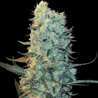 Power Plant Feminised - Spliff Seeds