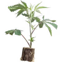 Esquejes de cannabis US-Kali Banana Runtz – Black Runtz Cut (Solfire)
