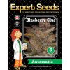 Expert Seeds Blueberry Glue Auto - feminised