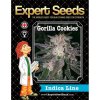 Expert Seeds Gorilla Cookies - feminisiert