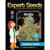 Expert Seeds Gorilla Glue # 4 X Lilly - feminised
