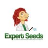 Expert Seeds Lavender - feminised