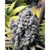 French Touch Seeds Frencheese