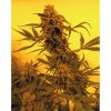 French Touch Seeds Guillotine Auto