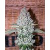 French Touch Seeds Sativa Des Rois