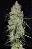 G13 Labs Seeds Auto Pineapple Express