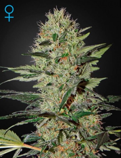 Green House Seeds Exodus Cheese Auto Click image to close