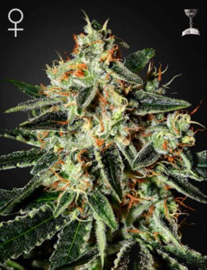 Green House Seeds GH Cheese Click image to close