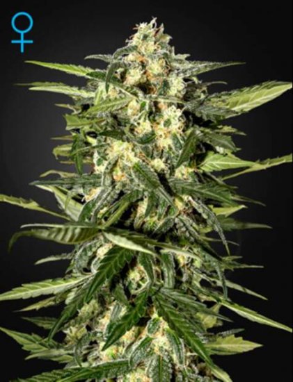 Green House Seeds Jack Herer Auto Click image to close
