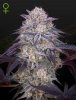 Green House Seeds King's Juice Auto