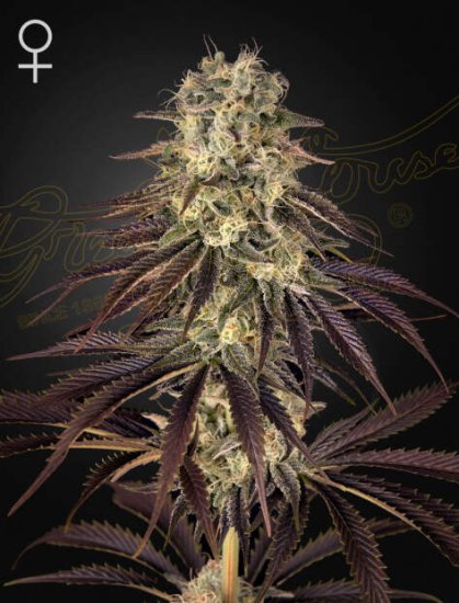 Green House Seeds Kong's Krush Click image to close