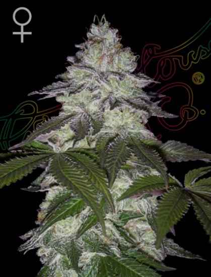 Green House Seeds Milky Dreams Click image to close