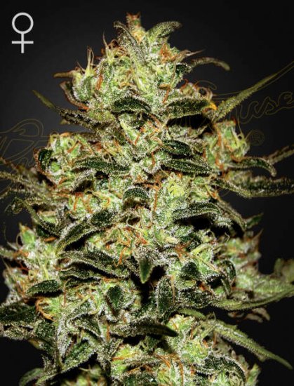 Green House Seeds Moby Dick Click image to close