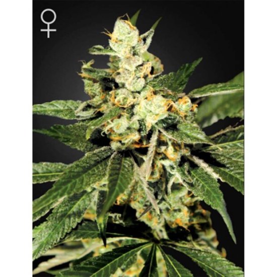 Green House Seeds Train Wreck Click image to close