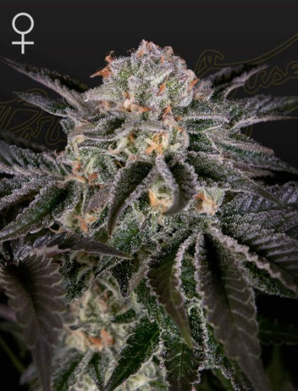 Green House Seeds Wonder Pie Click image to close