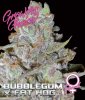 Growers Choice Bubblegum x FatHog