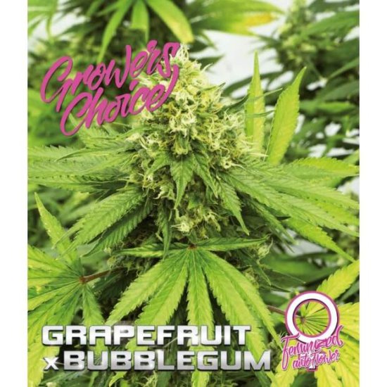 Growers Choice Grapefruit X Bubblegum Auto Click image to close