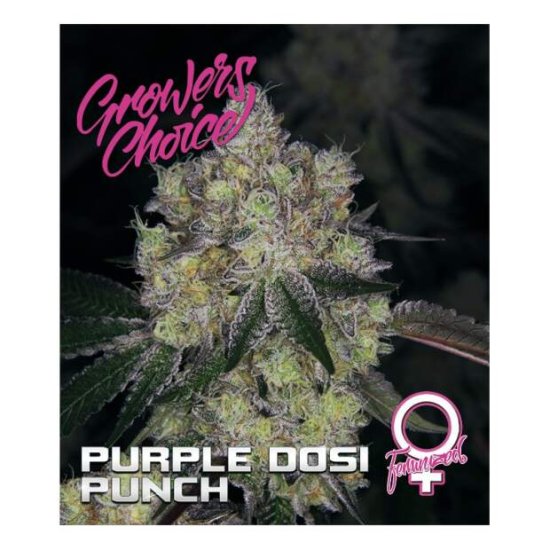 Growers Choice Purple Dosi Punch Bild zum Schließen anclicken