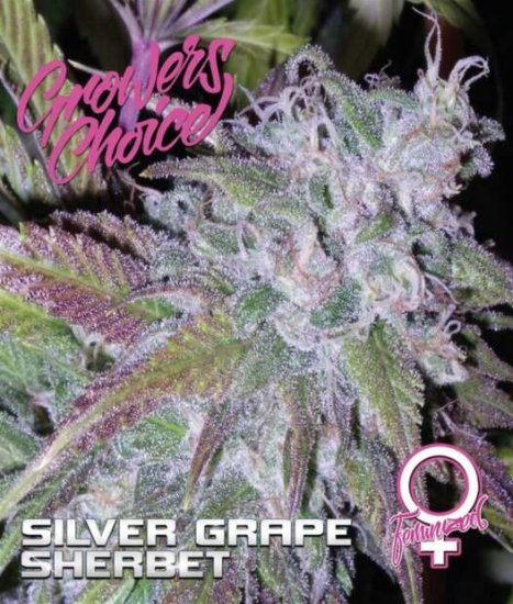 Growers Choice Silver Grape Sherbet Click image to close