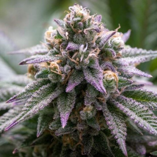 Growers Choice Ultra Violet GMO Click image to close