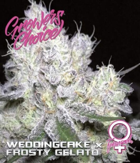 Growers Choice Weddingcake X Frosty Gelato Click image to close