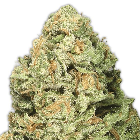 Heavyweight Seeds Fruit Punch Click image to close