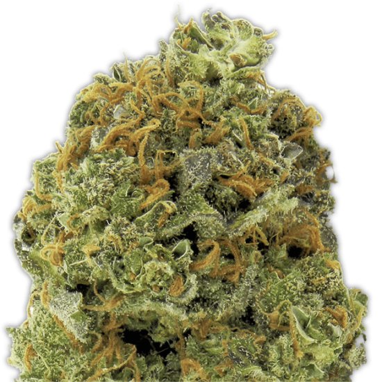 Heavyweight Seeds Wipeout Express Auto Click image to close