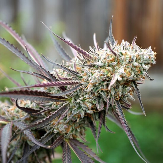 Humboldt Seeds Ice Cream Cake Fast Flowering Click image to close