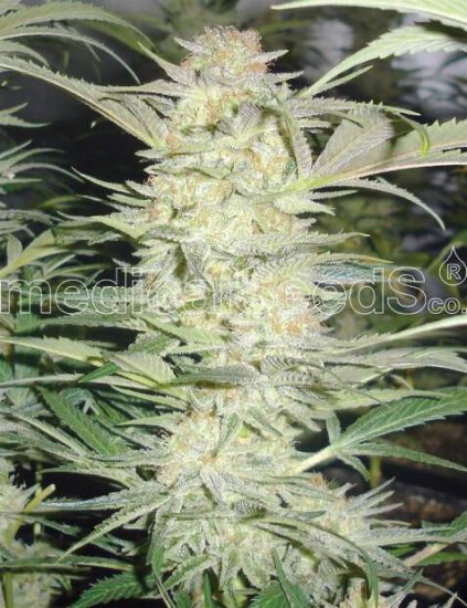 Medical Seeds White Widow Click image to close