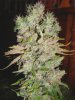 Ministry Seeds Auto Blueberry Domina