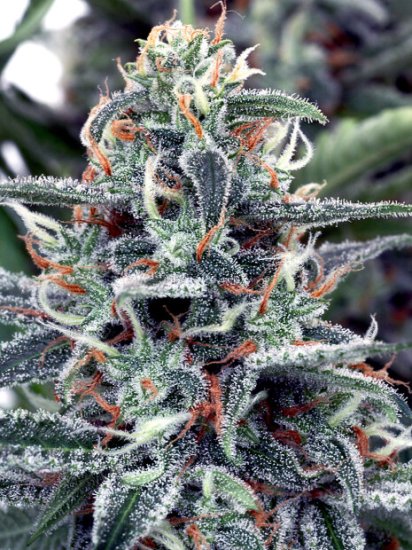 Ministry Seeds White Widow Click image to close