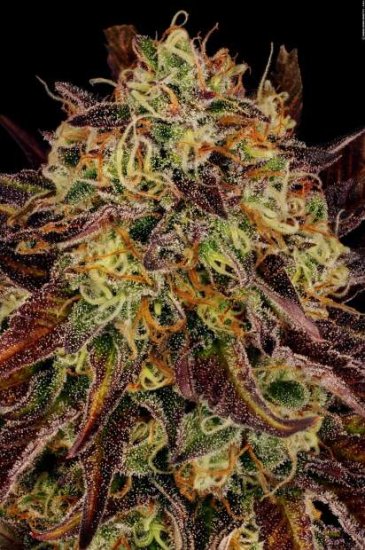 Paradise Seeds Tangerine Sorbet Click image to close