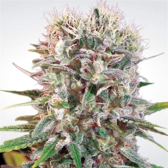 Paradise Seeds Wappa Click image to close
