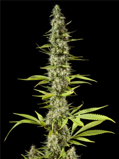 Philosopher Seeds Early Maroc Click image to close