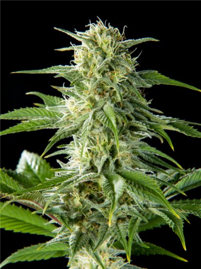 Philosopher Seeds Pure CBD Punch Click image to close