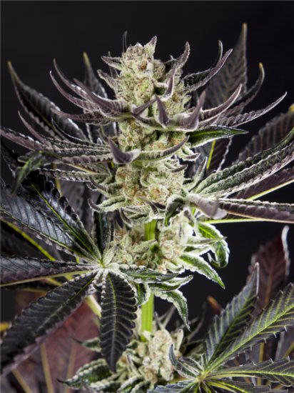 Philosopher Seeds Purple Punch X Do-Si-Dos Click image to close