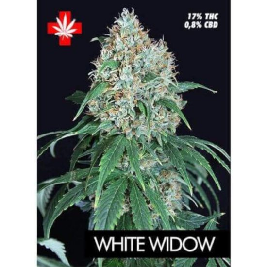 Pure Seeds White Widow Bild zum Schließen anclicken