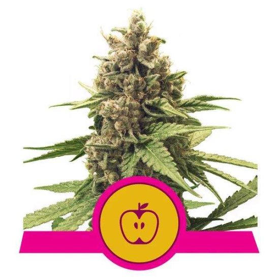 Royal Queen Seeds Apple Fritter USA Premium Click image to close
