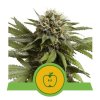 Royal Queen Seeds Apple Fritter USA Premium Auto
