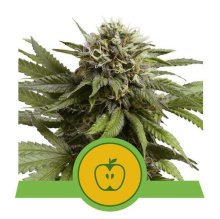 Royal Queen Seeds Apple Fritter USA Premium Auto