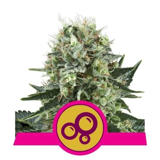 Royal Queen Seeds Bubble Kush Click image to close