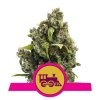 Royal Queen Seeds Candy Kush Express-Fast