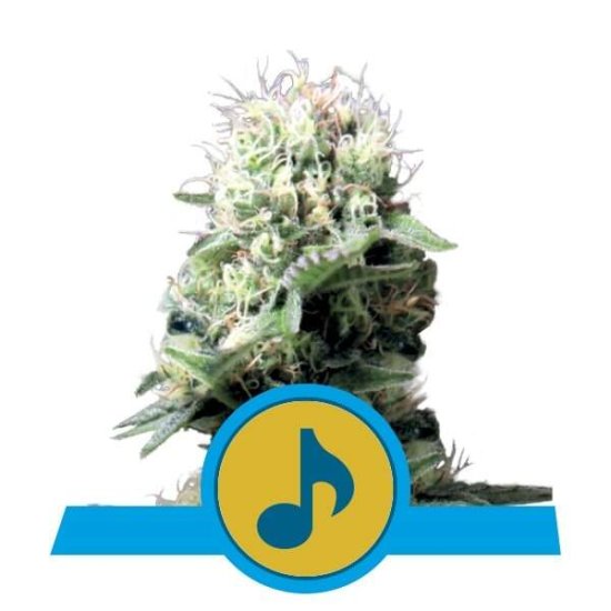 Royal Queen Seeds Dance World CBD Click image to close
